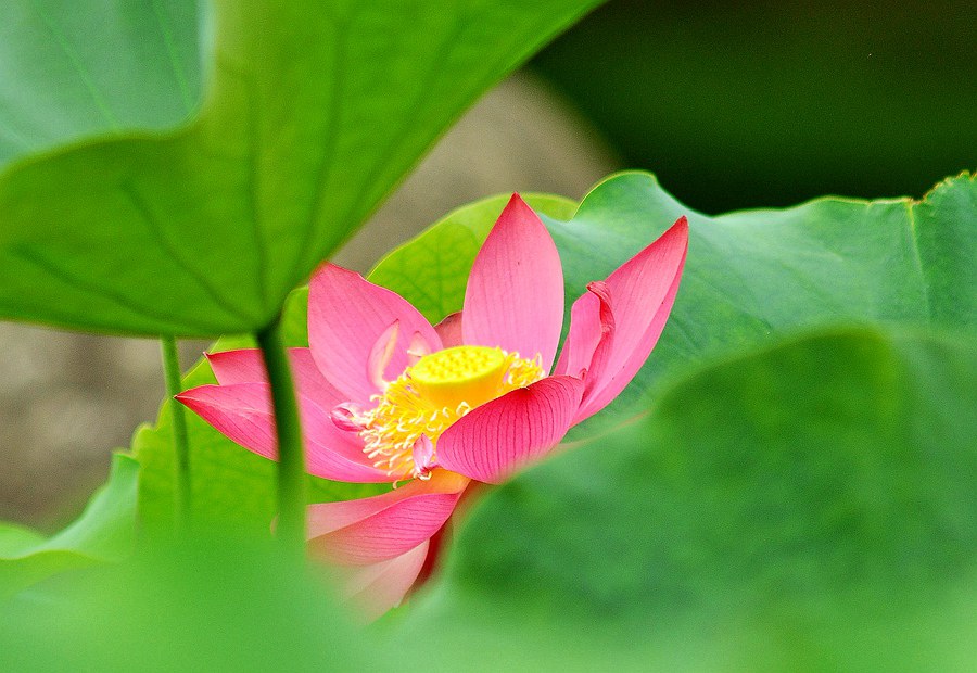 西山之莲 摄影 风声