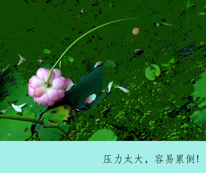 小荷塘、大社会-4 摄影 老牛犇犇