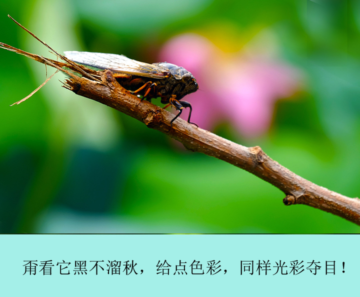 小荷塘、大社会-7 摄影 老牛犇犇