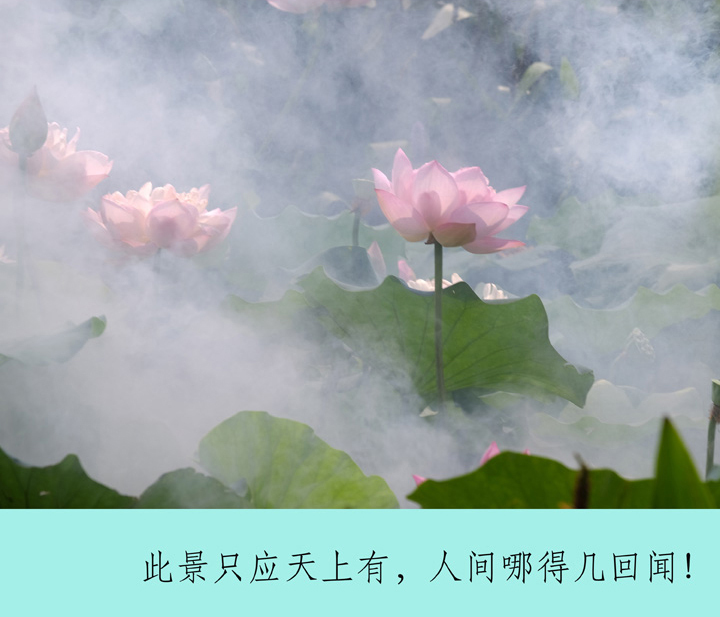 小荷塘、大社会-8 摄影 老牛犇犇