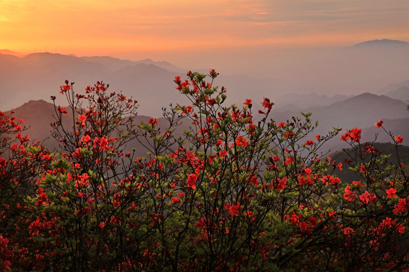 高山杜鹃 摄影 善缘若水