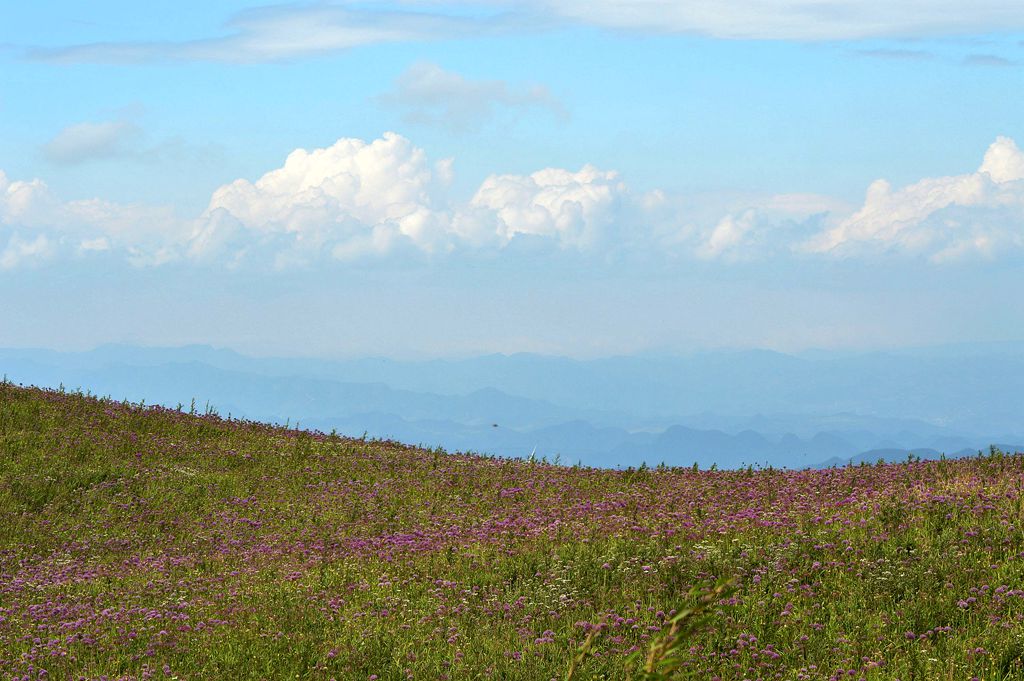 满山韭菜花 摄影 buyuanfa