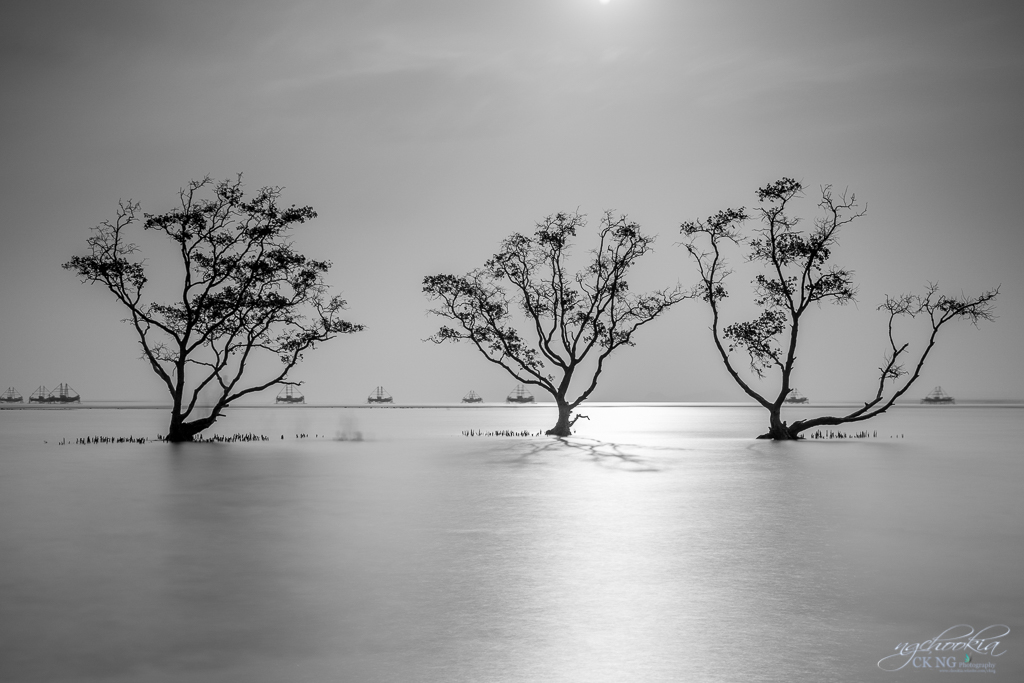 TREES of them II Lampung-South 摄影 chookia