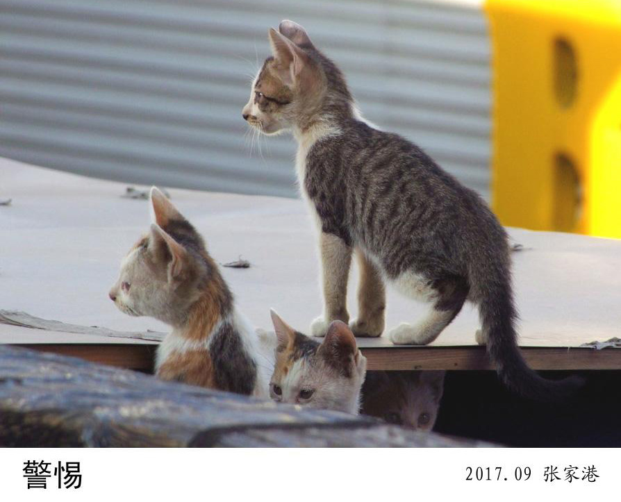 警惕 摄影 书鸣