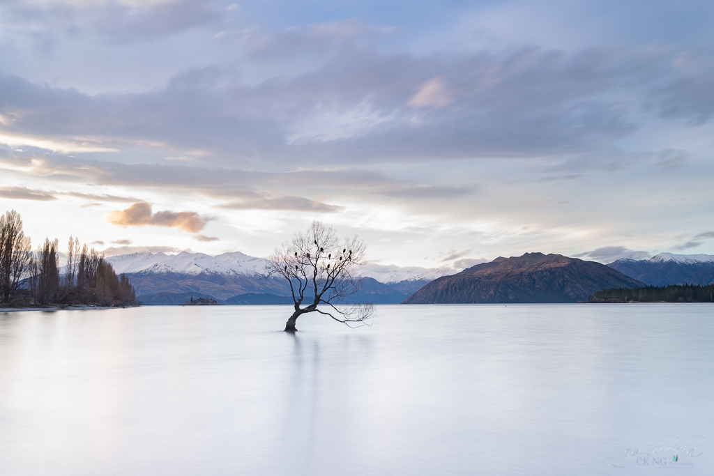 The Tree II Wanaka Lake - NZ 摄影 chookia