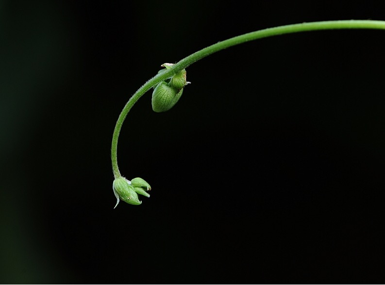 芽 摄影 小小一滴水