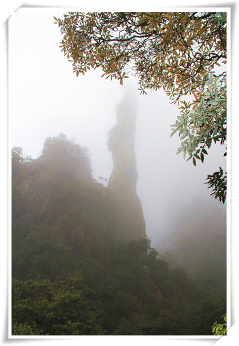 2017年风景；雾中的三清山，28 摄影 山中树叶