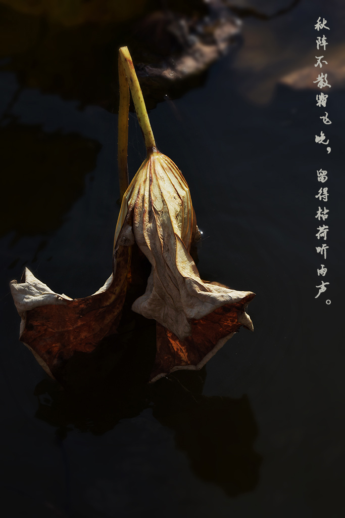 残菏 摄影 mahongwei