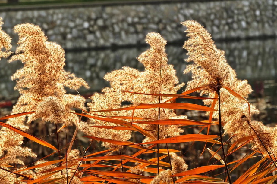 颐和园 芦花 摄影 天高任鹰飞