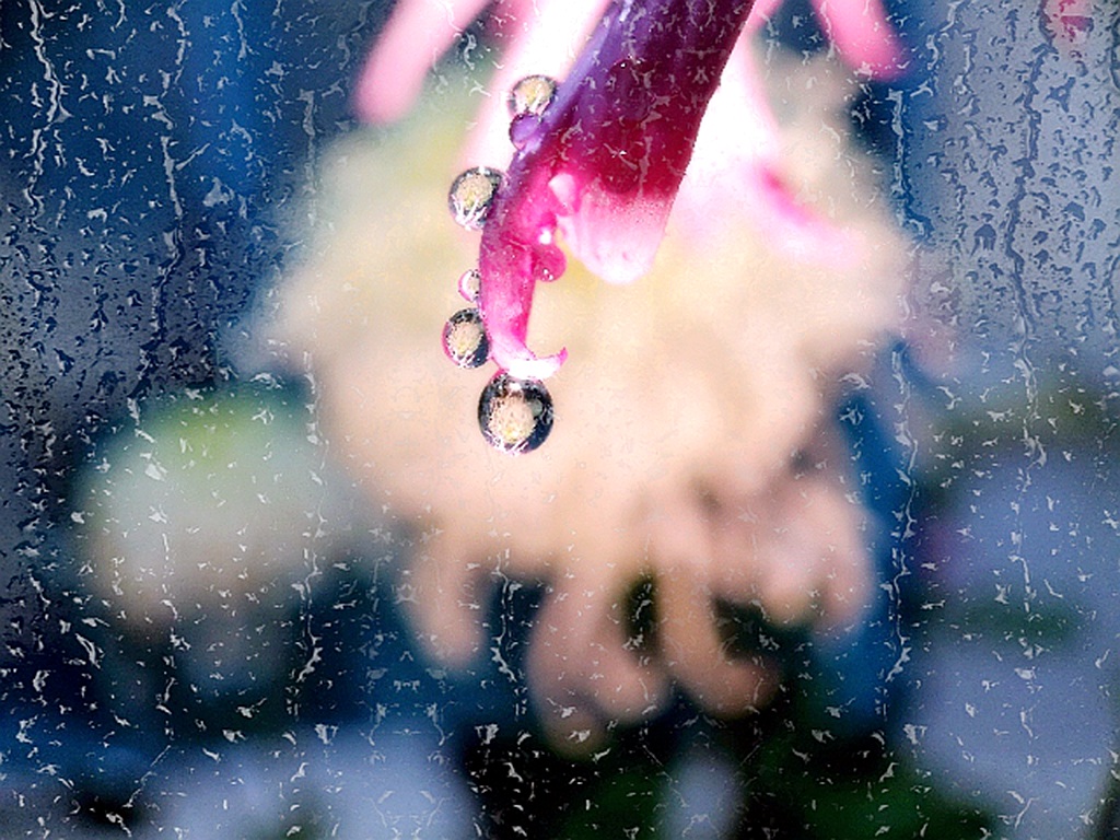 雨露滋润 摄影 秋水孤鹜