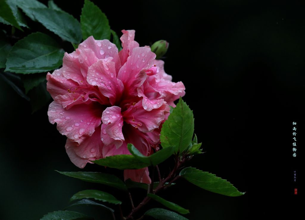 细雨纷飞润扶桑 摄影 qcsrhxz