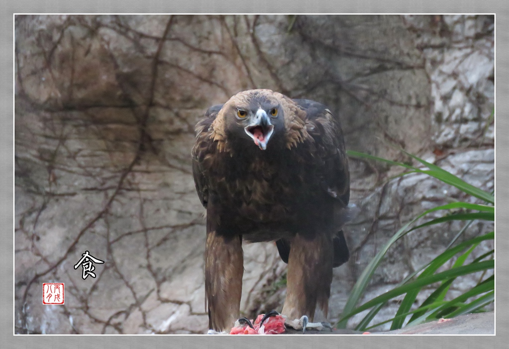 動物園的老鷹 摄影 丙戌八月