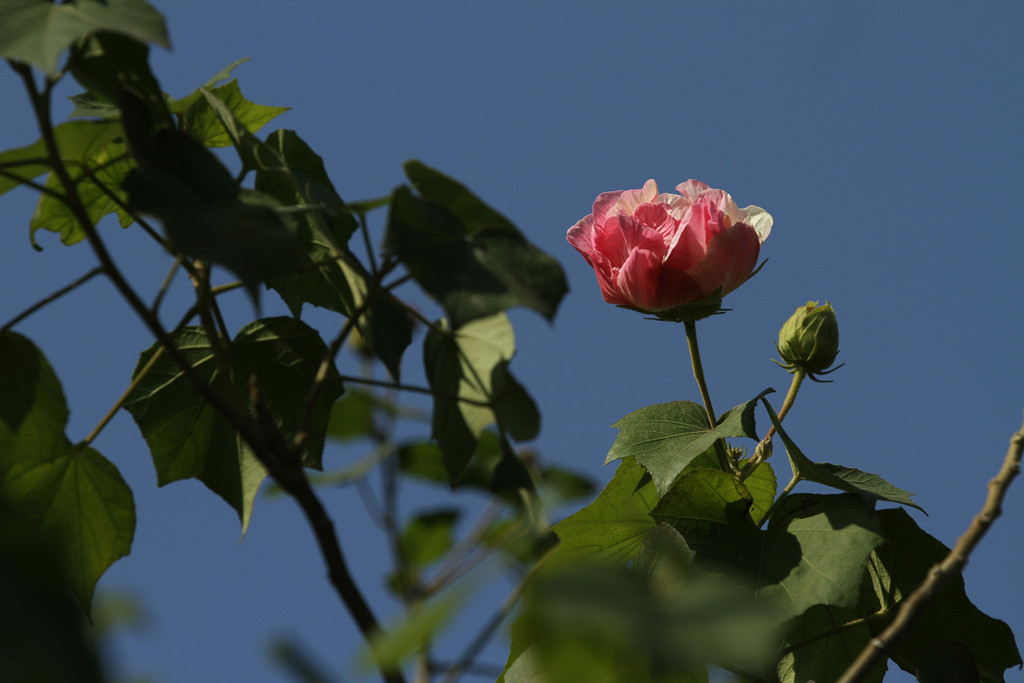 芙蓉花儿 摄影 寒心