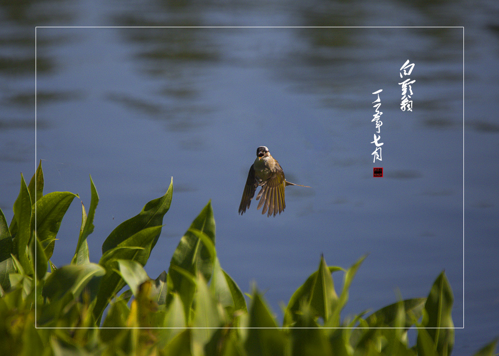 蜀峰湾公园（7） 摄影 铃儿响铛铛