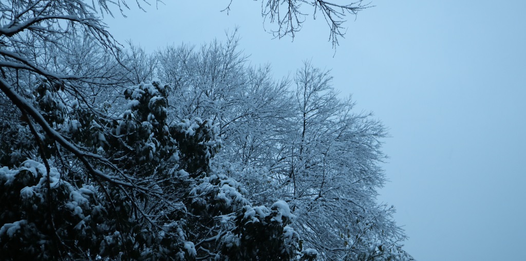 《雪》之二 摄影 西西里