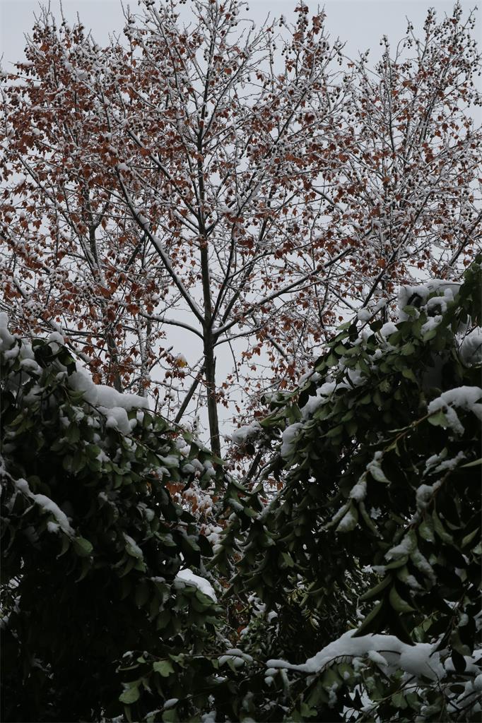 《雪》之七 摄影 西西里