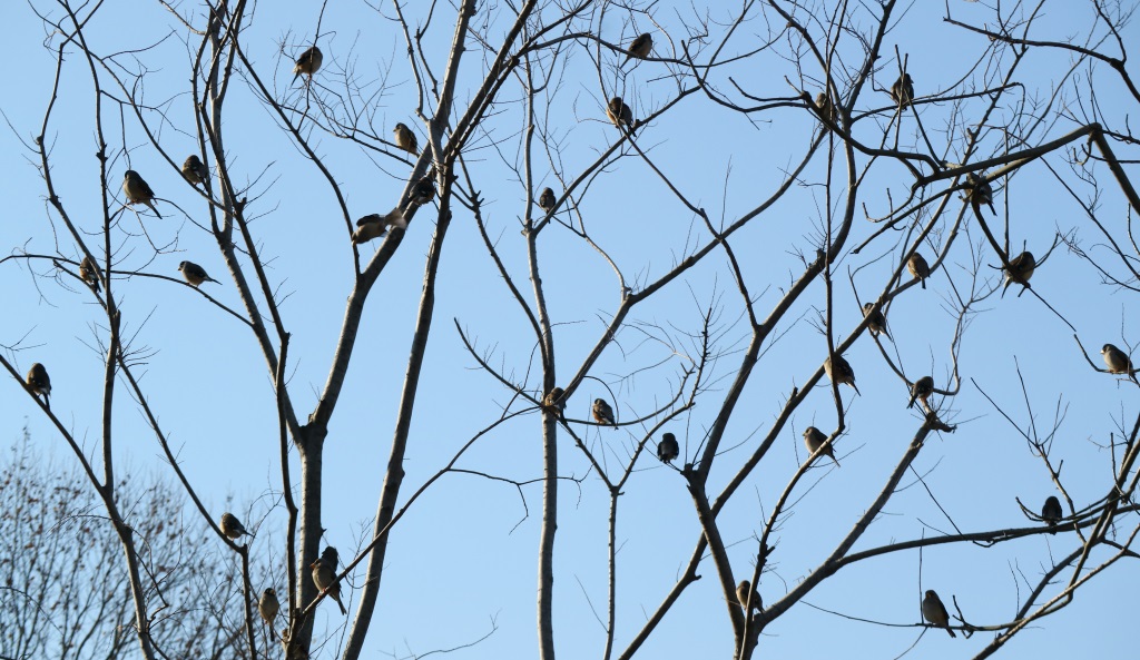 《群鸟图》之二 摄影 西西里