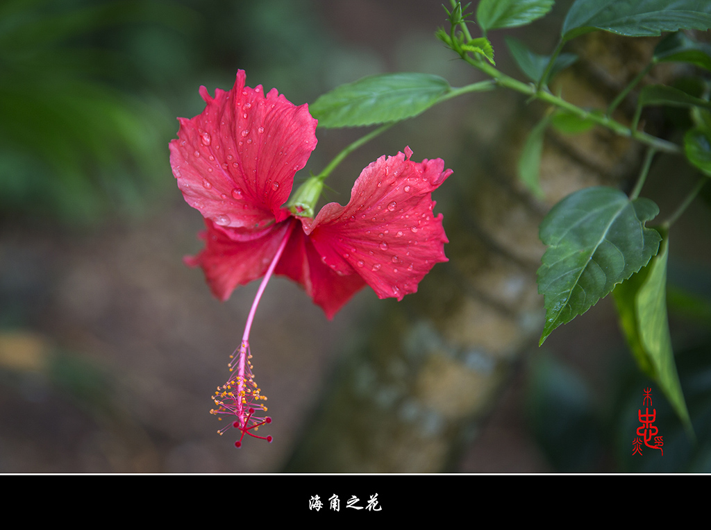 三亚行-热带花卉-2 摄影 狼爪摄友