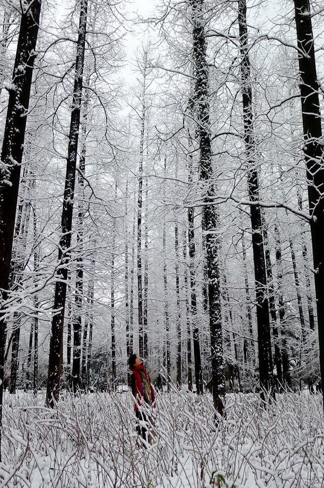 风雪丽人 摄影 孤山梅云