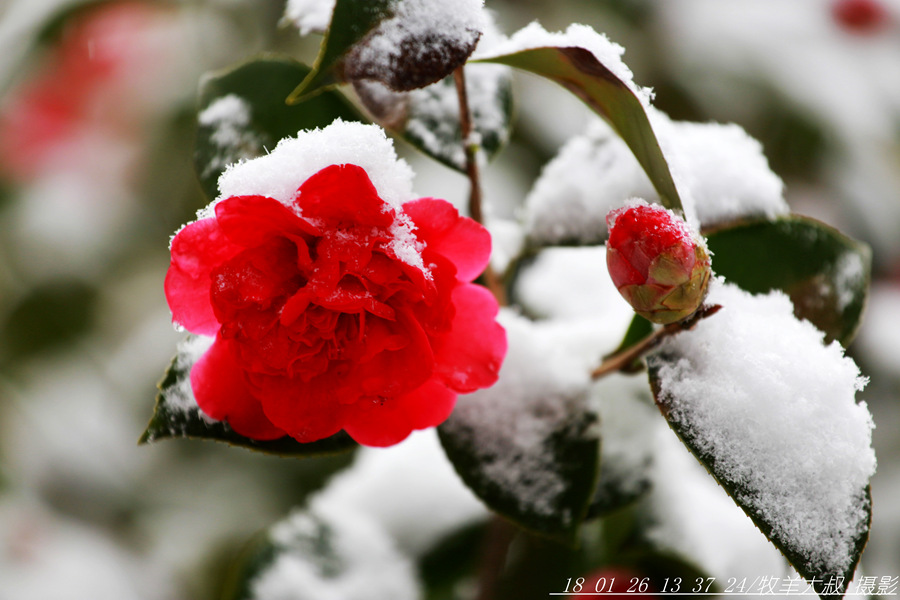 嬌花傲雪 摄影 云游笑僧