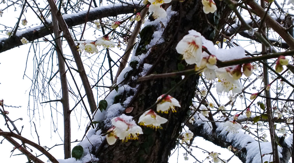 梅与雪 摄影 拾穗者