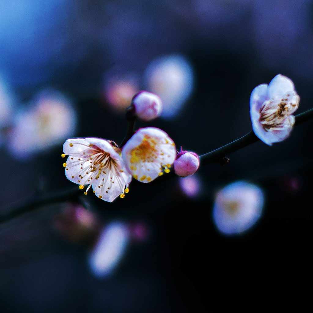 白梅花静 摄影 山水之樂