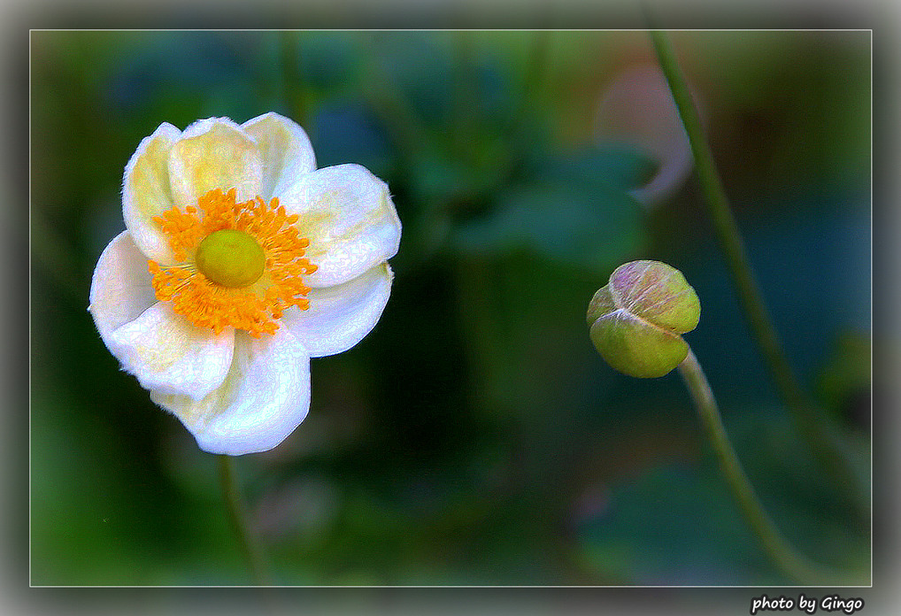 蕾与花 摄影 gingo