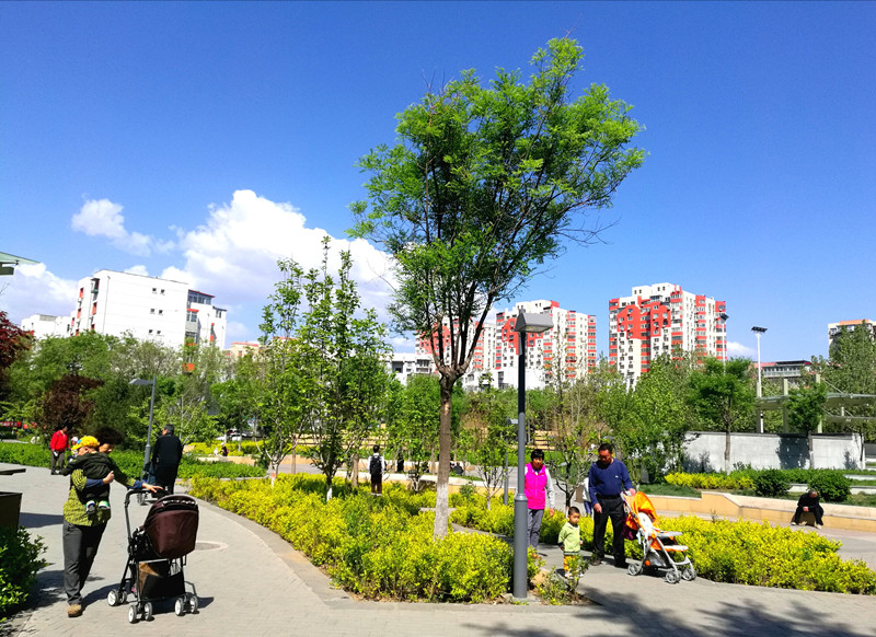 风景；4 摄影 山中树叶