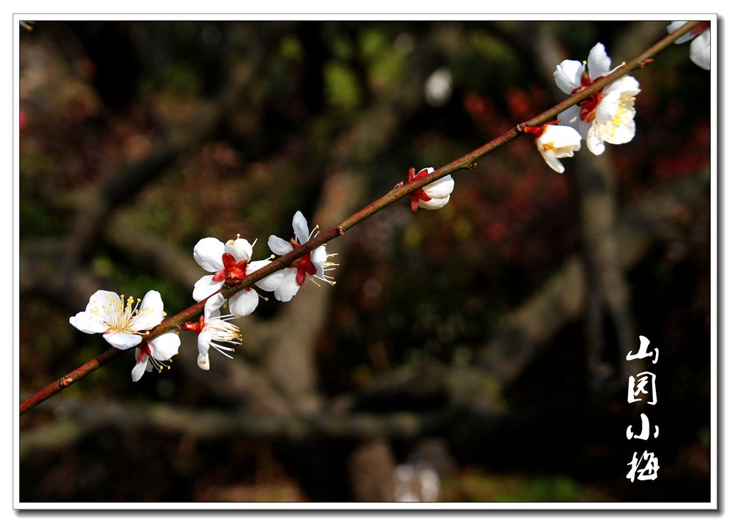 梅花迎春一 摄影 欧风小虎