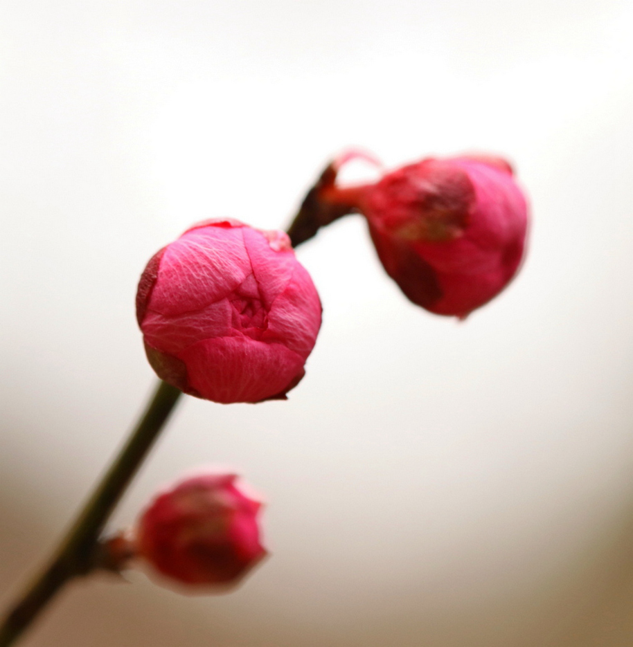 红梅花开 摄影 寥廓