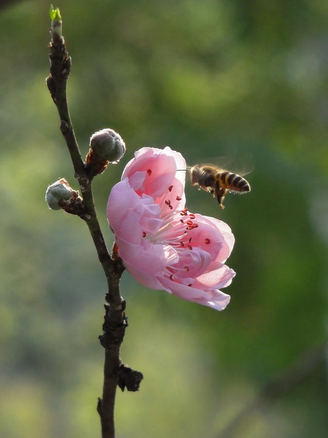 桃花依旧笑春风 摄影 快乐之斿