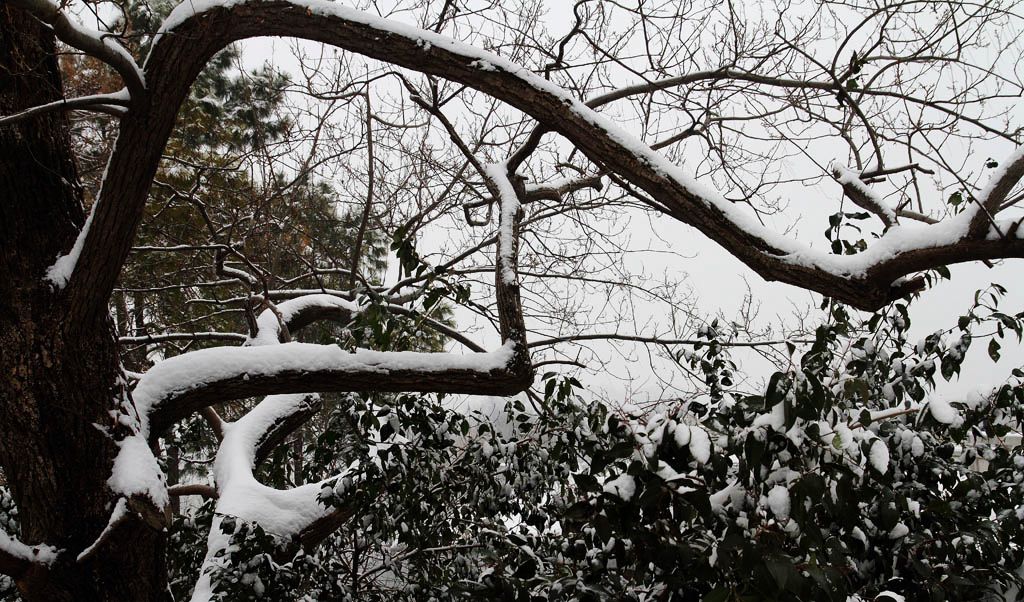 南京的第二场雪（12） 摄影 易胆小