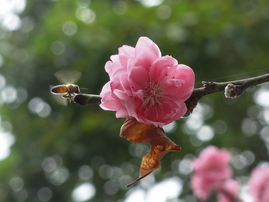 春来桃花俏 摄影 快乐之斿