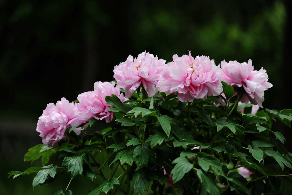 幸福 花 摄影 小溪潺潺