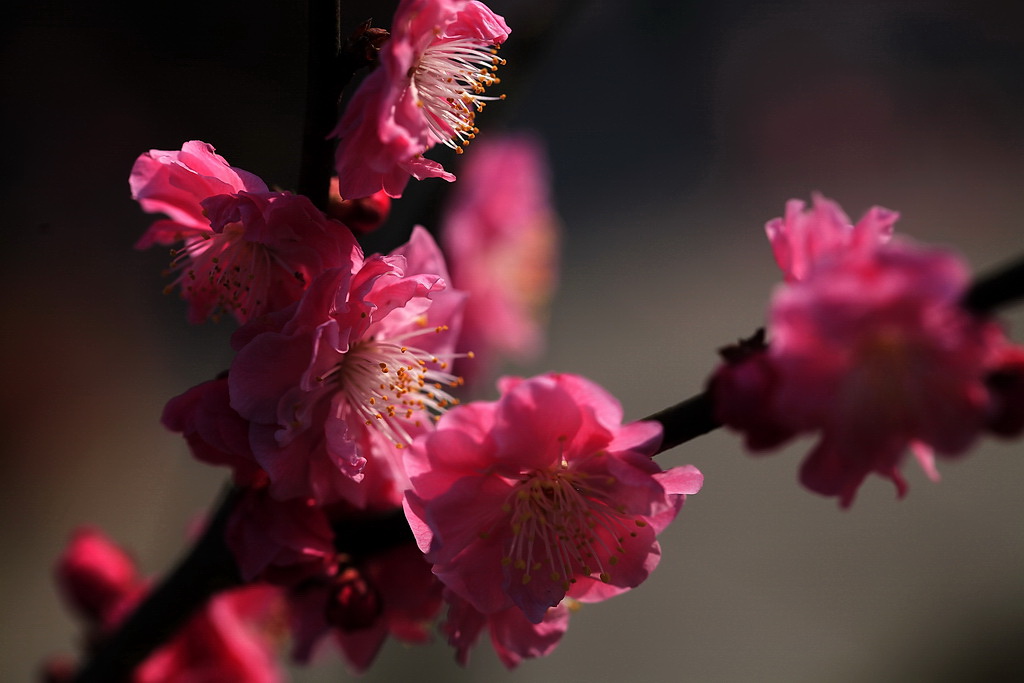 梅花朵朵枝头俏 摄影 冰之炫