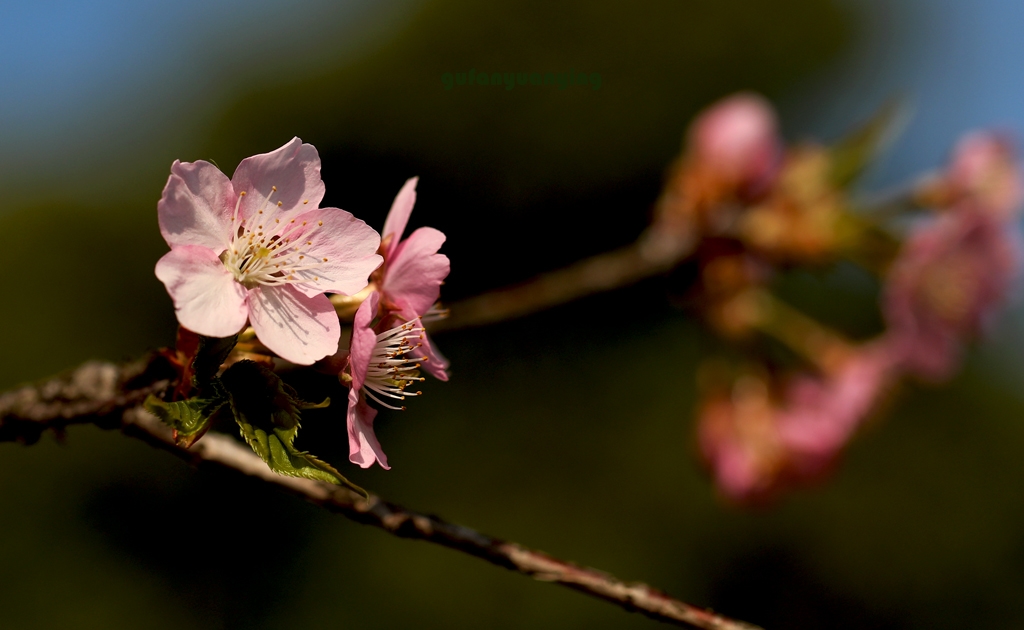 春光 摄影 gufanyuanyin