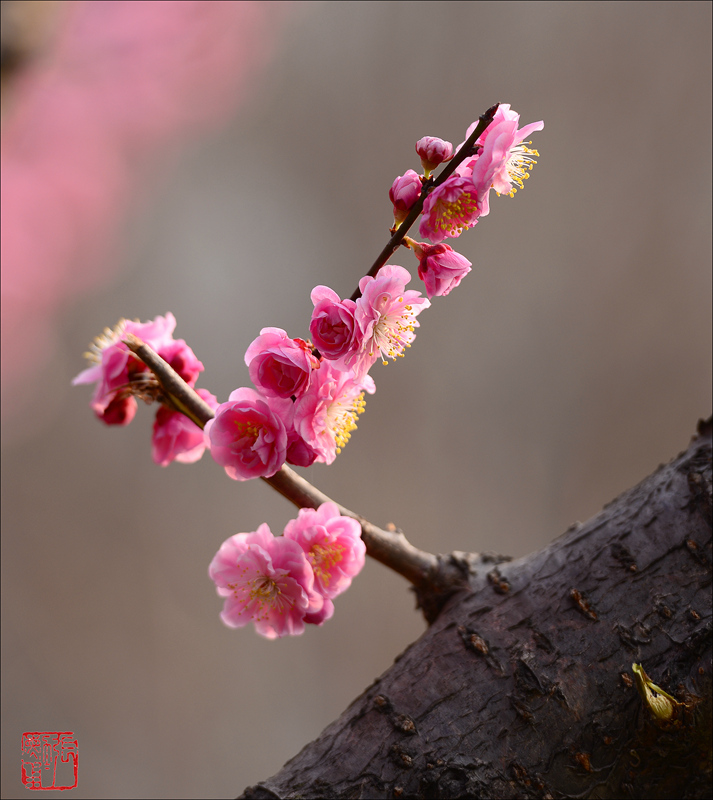 老梅迎新春 摄影 zhangxunyong