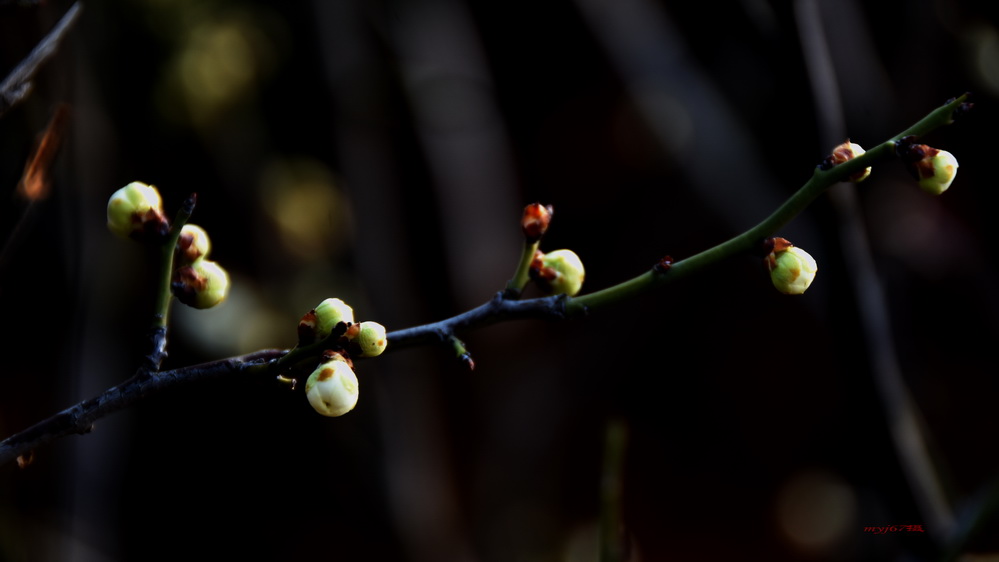 花儿点点 摄影 myj67