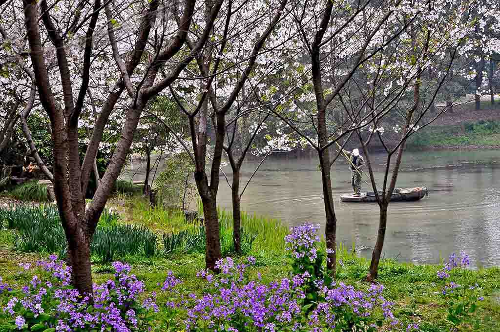 花海里的船工 摄影 lingsu