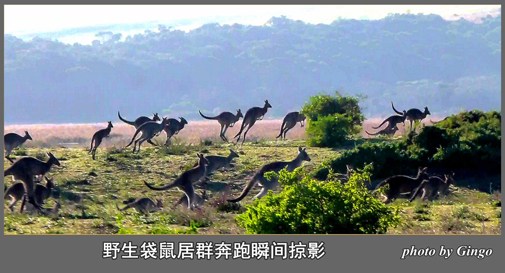 野生袋鼠居群狂奔瞬间掠影 摄影 gingo