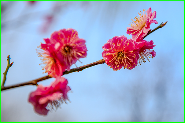 春到花先开 摄影 平安阁