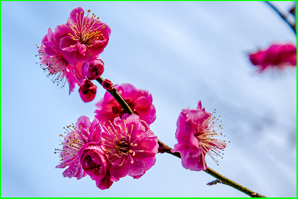 春到花先开 摄影 平安阁