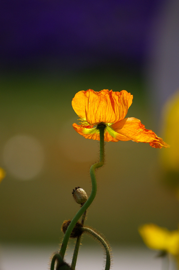 ~~虞美人~~ 摄影 心有芊芊