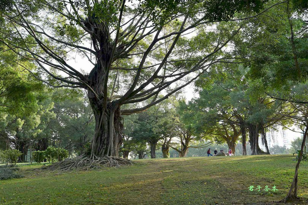 根植沃土 摄影 君子务本