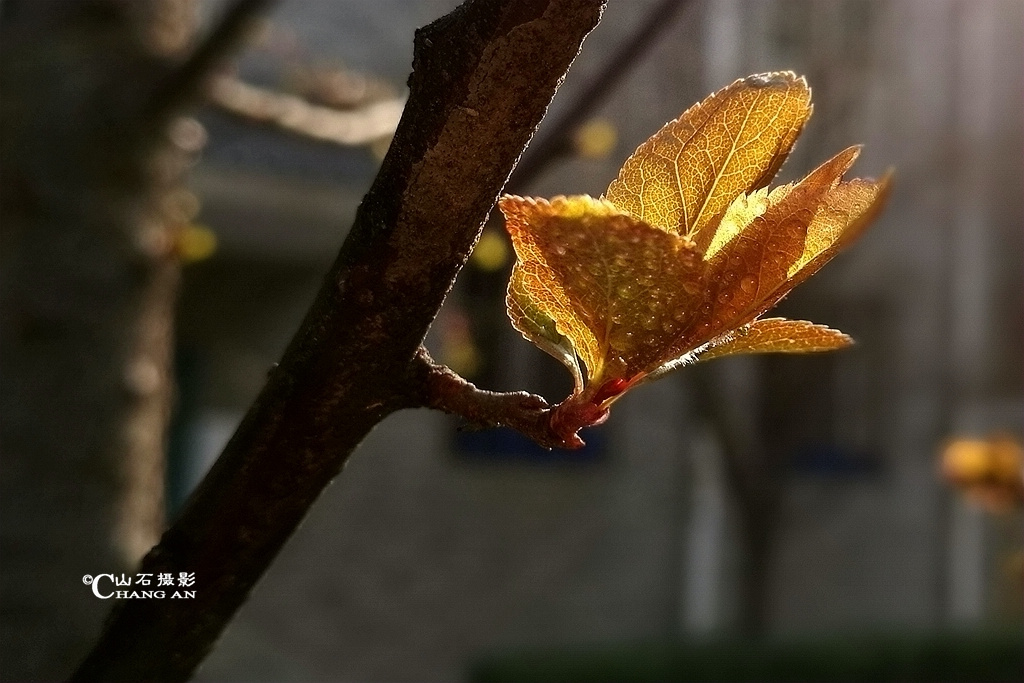 春芽【1】 摄影 长安山石