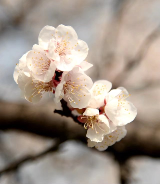 杏花 摄影 沣浪