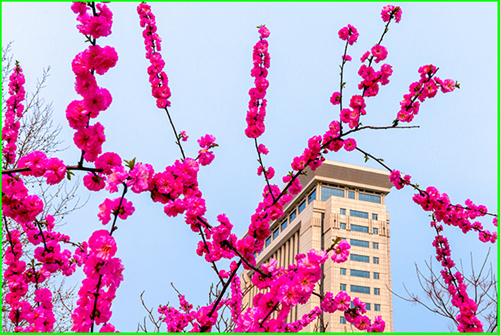 花季 摄影 平安阁