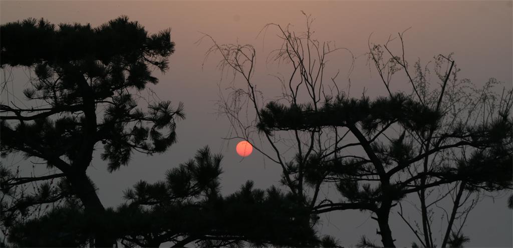 《夕照松柳》 摄影 西西里