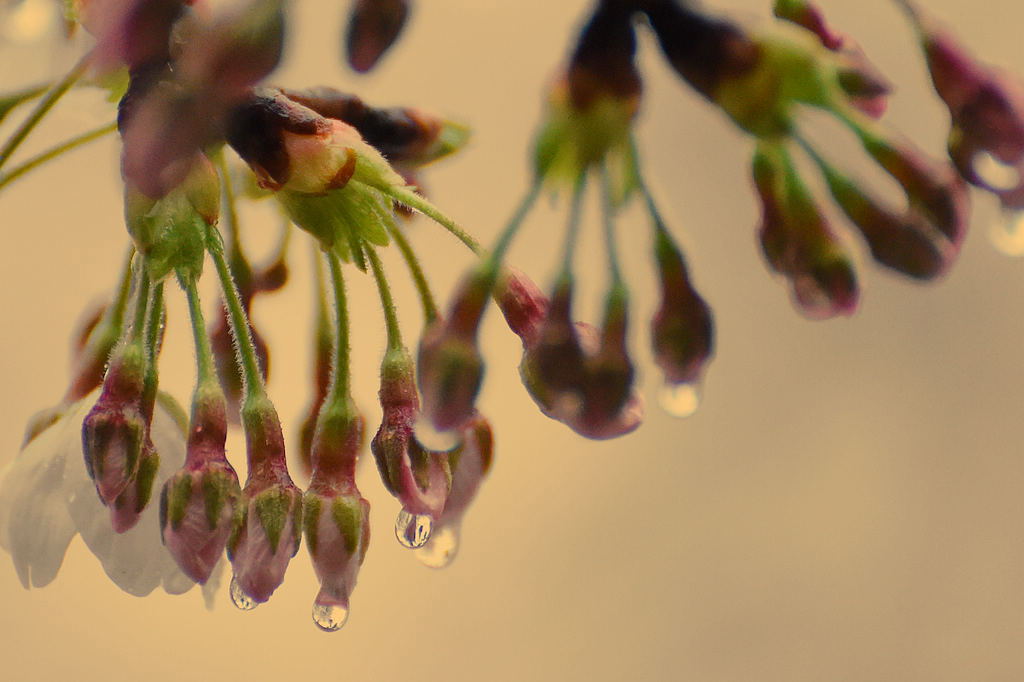 青岛雨中的花蕾 摄影 qdzp