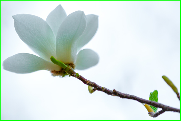 玉兰花 摄影 平安阁